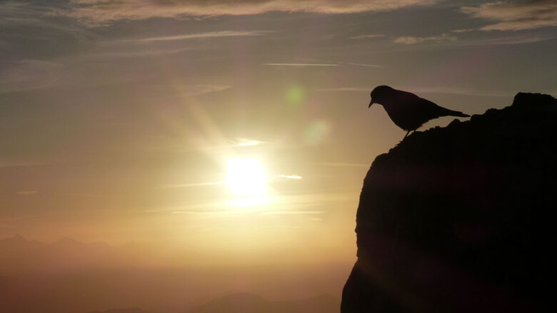 Sonnenuntergangsstimmung mit Alpendohle | © Bianca Rettenwender